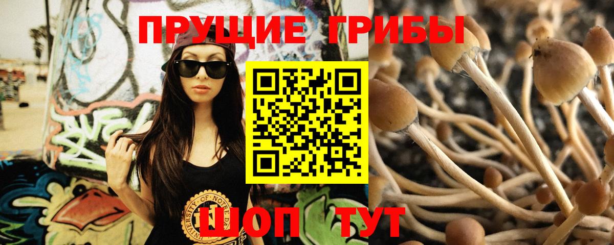 Псилоцибиновые грибы Psilocybe Новороссийск